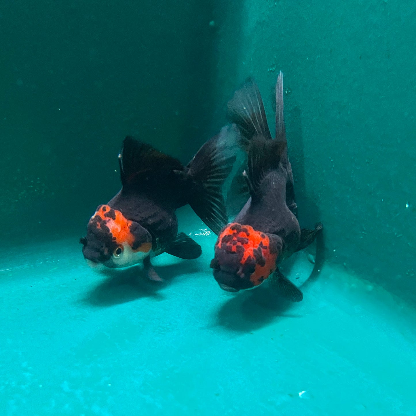 Goldfish - Oranda Thai Tricolor 4-5in (Show Quality)