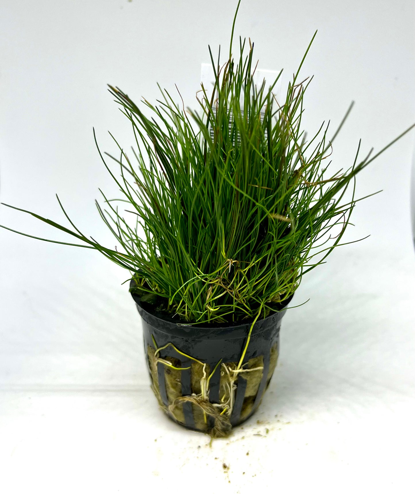 Hairgrass Dwarf Potted