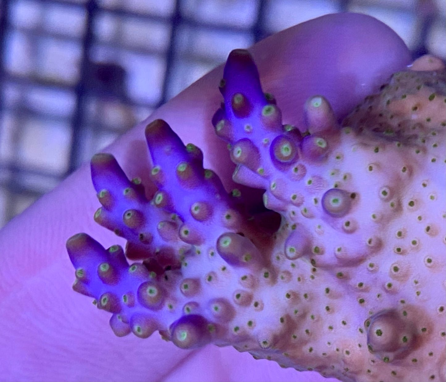 Frag - TriColor Acropora