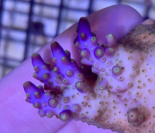 Frag - TriColor Acropora