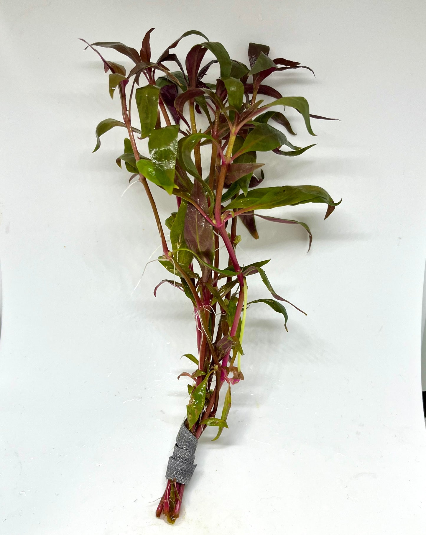 Telanthera