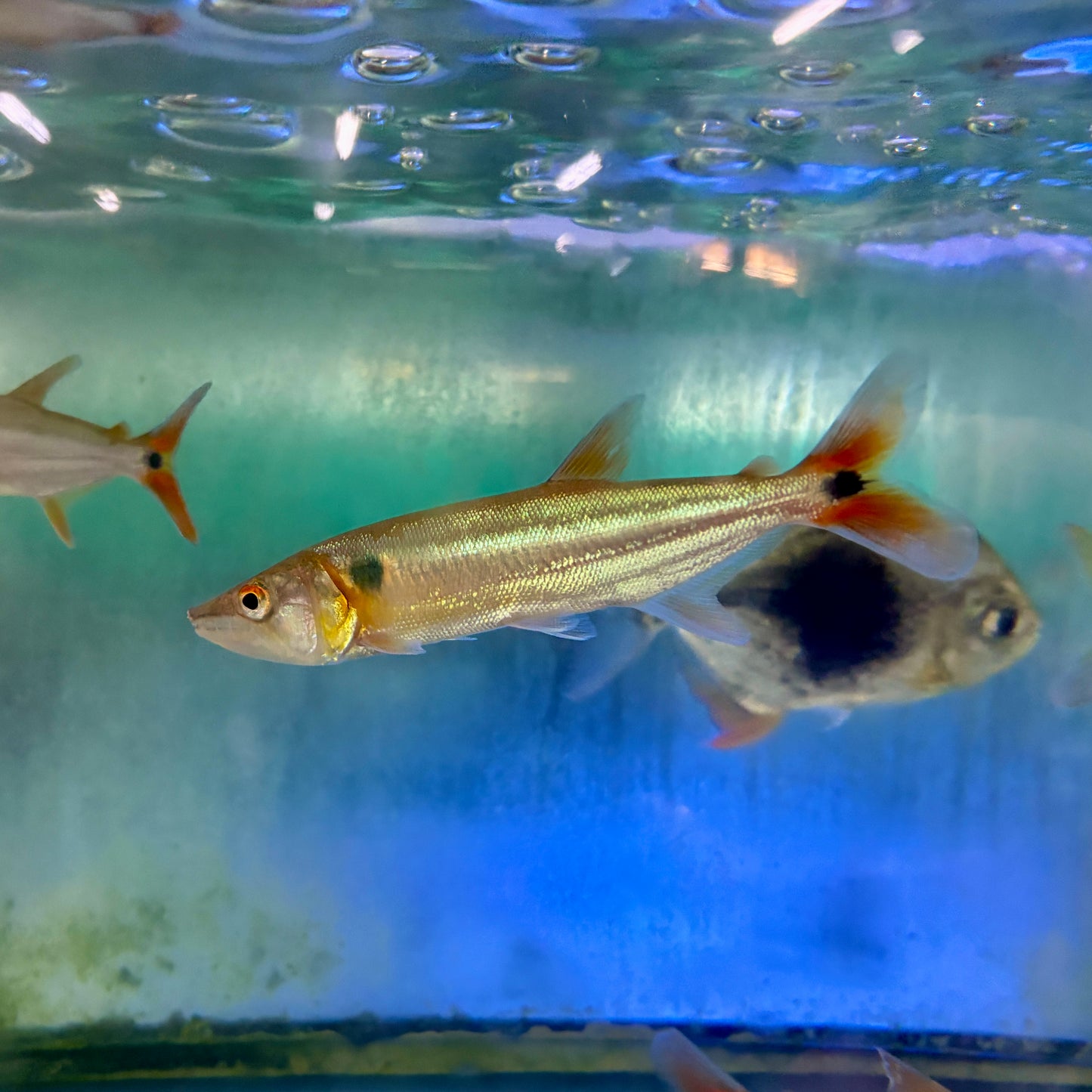 Barracuda - Redtail XL