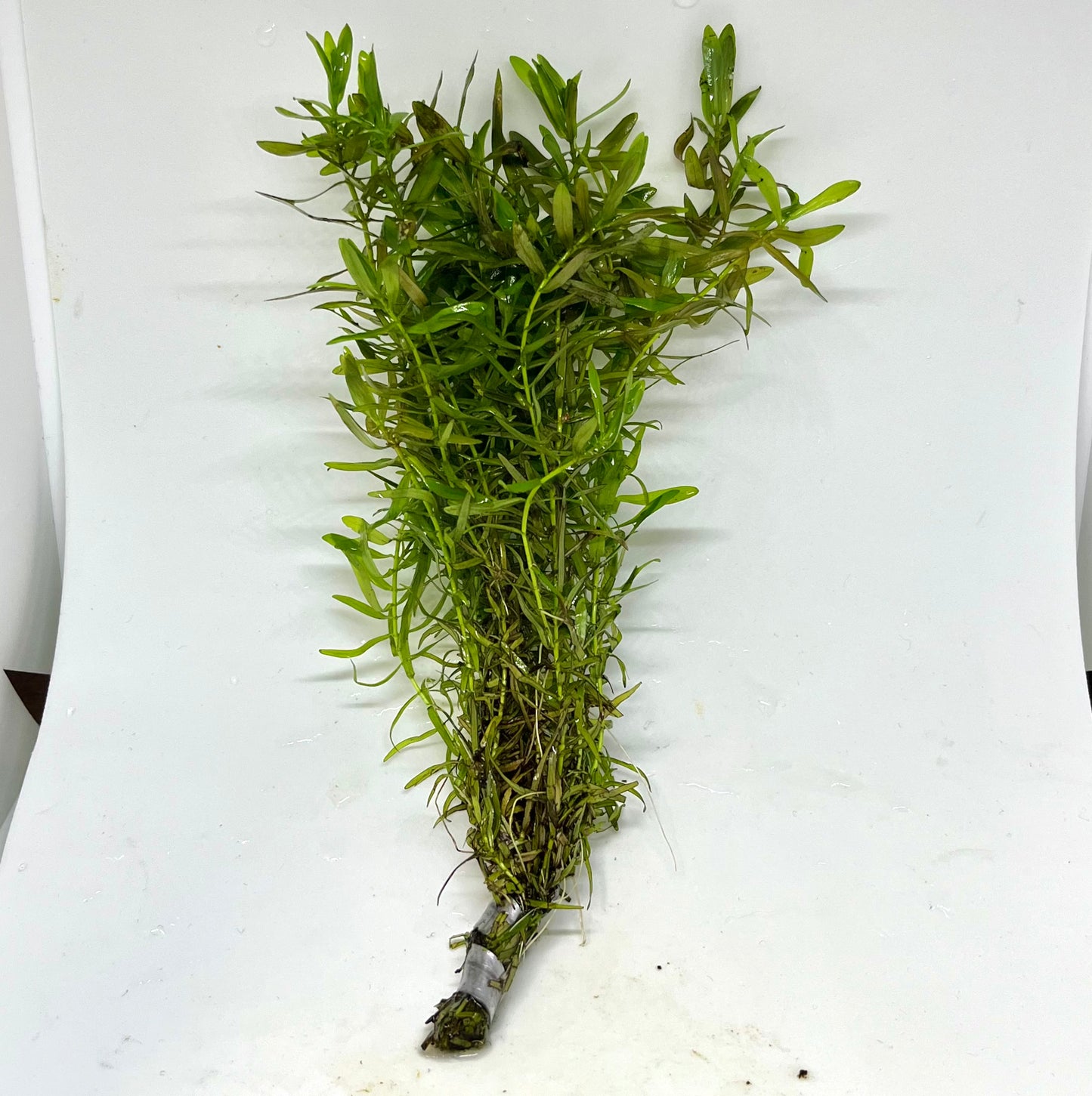 Rotala Indica