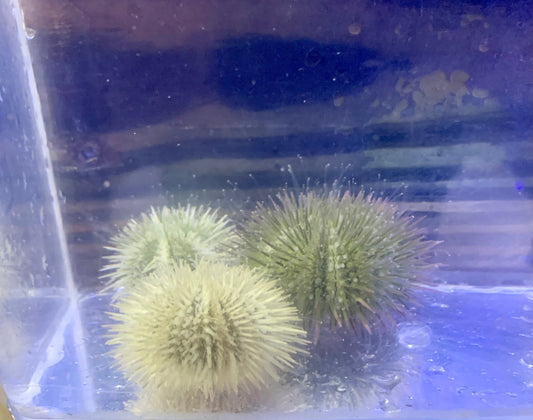 Urchin - Pincushion