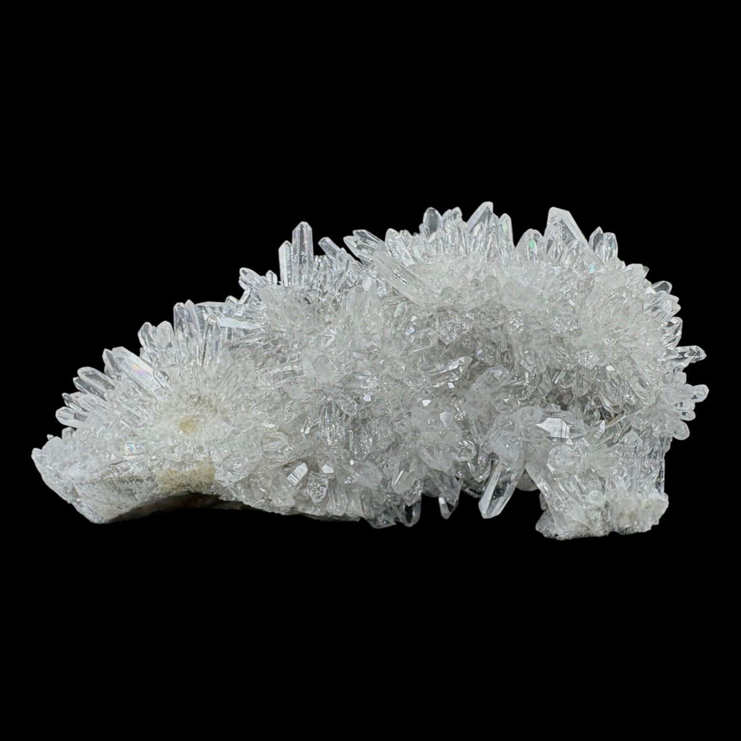 Chrysanthemum Stone