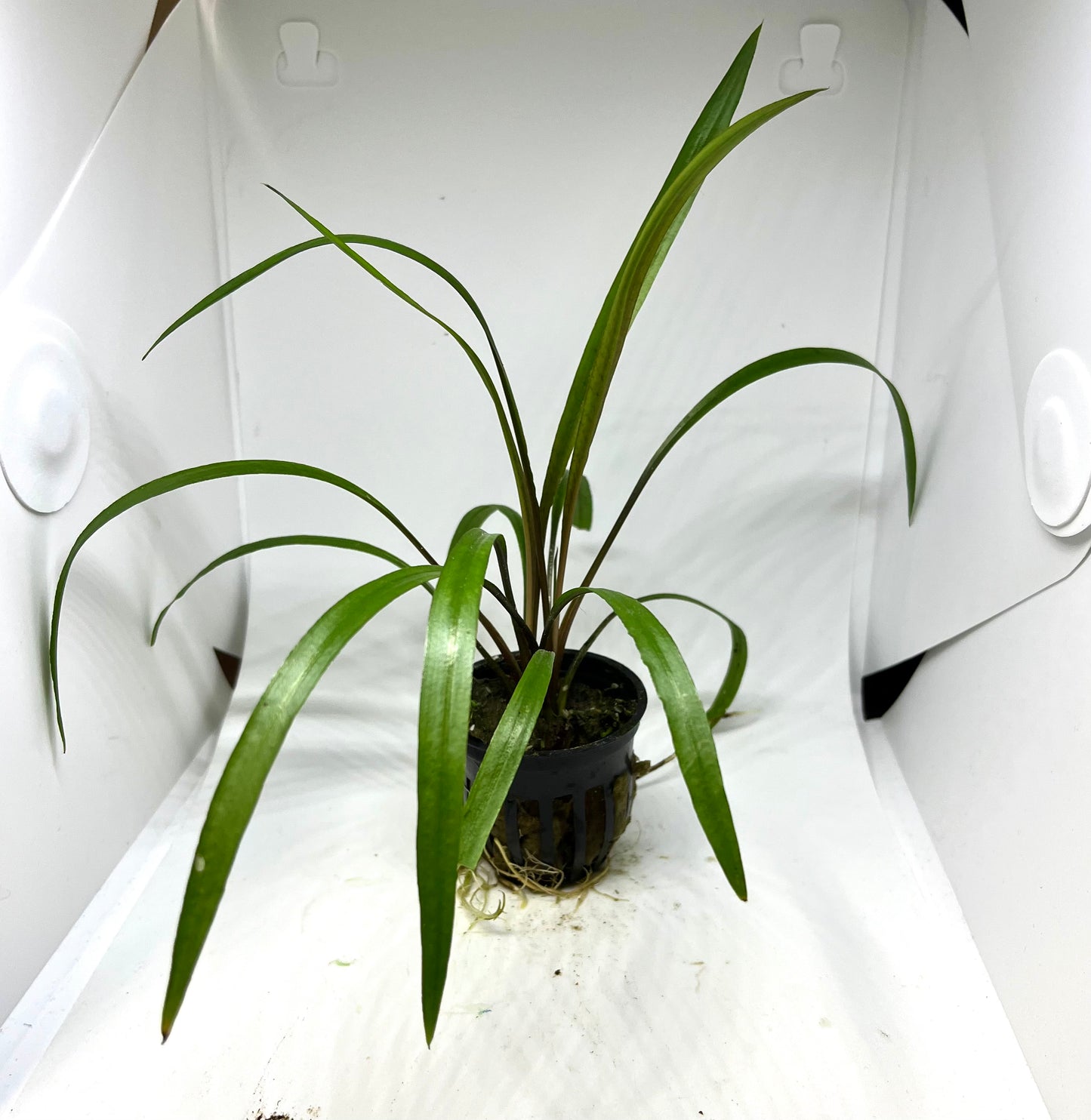 Crypt Spiralis Potted