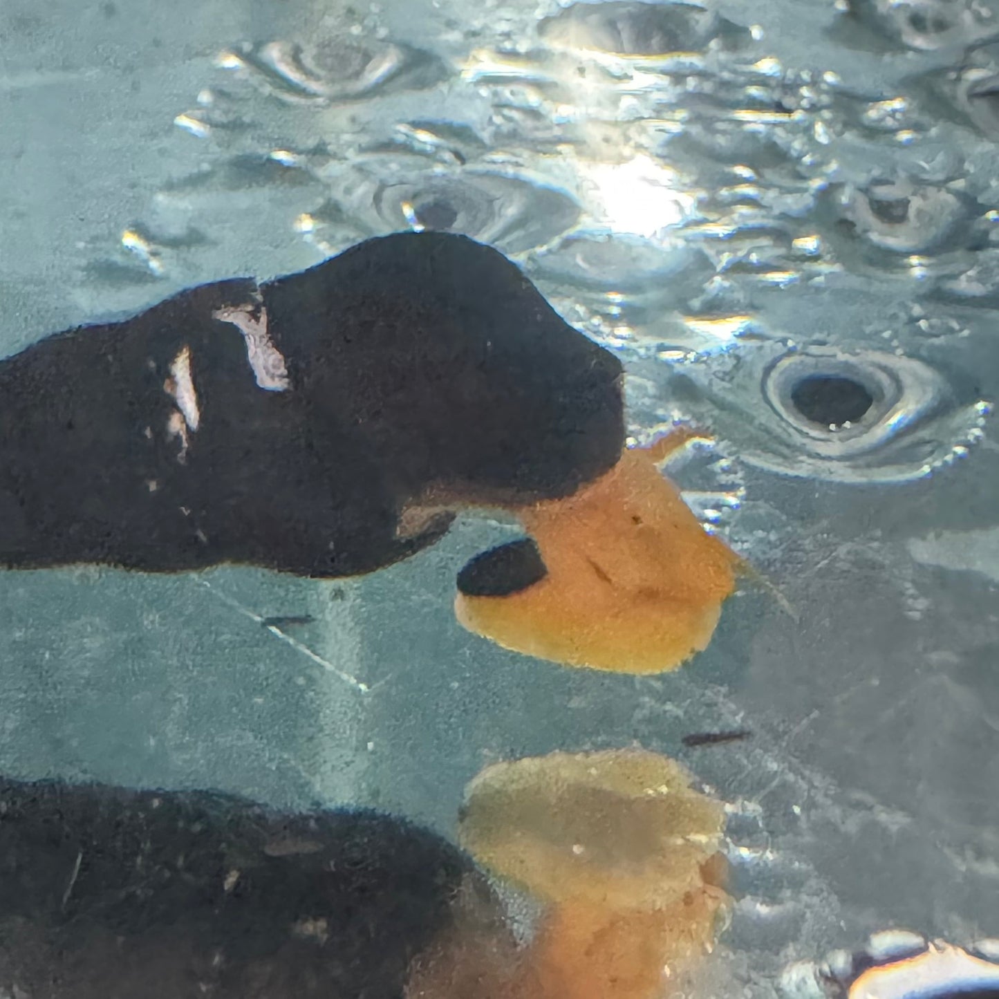 Invert - Snail Poso Orange Rabbit