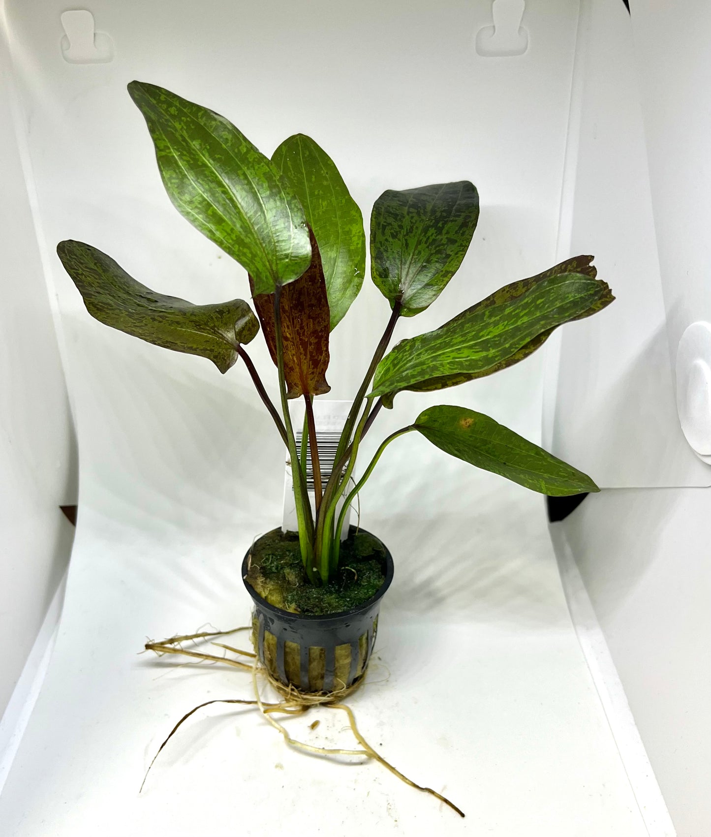 Sword Red Flame Potted