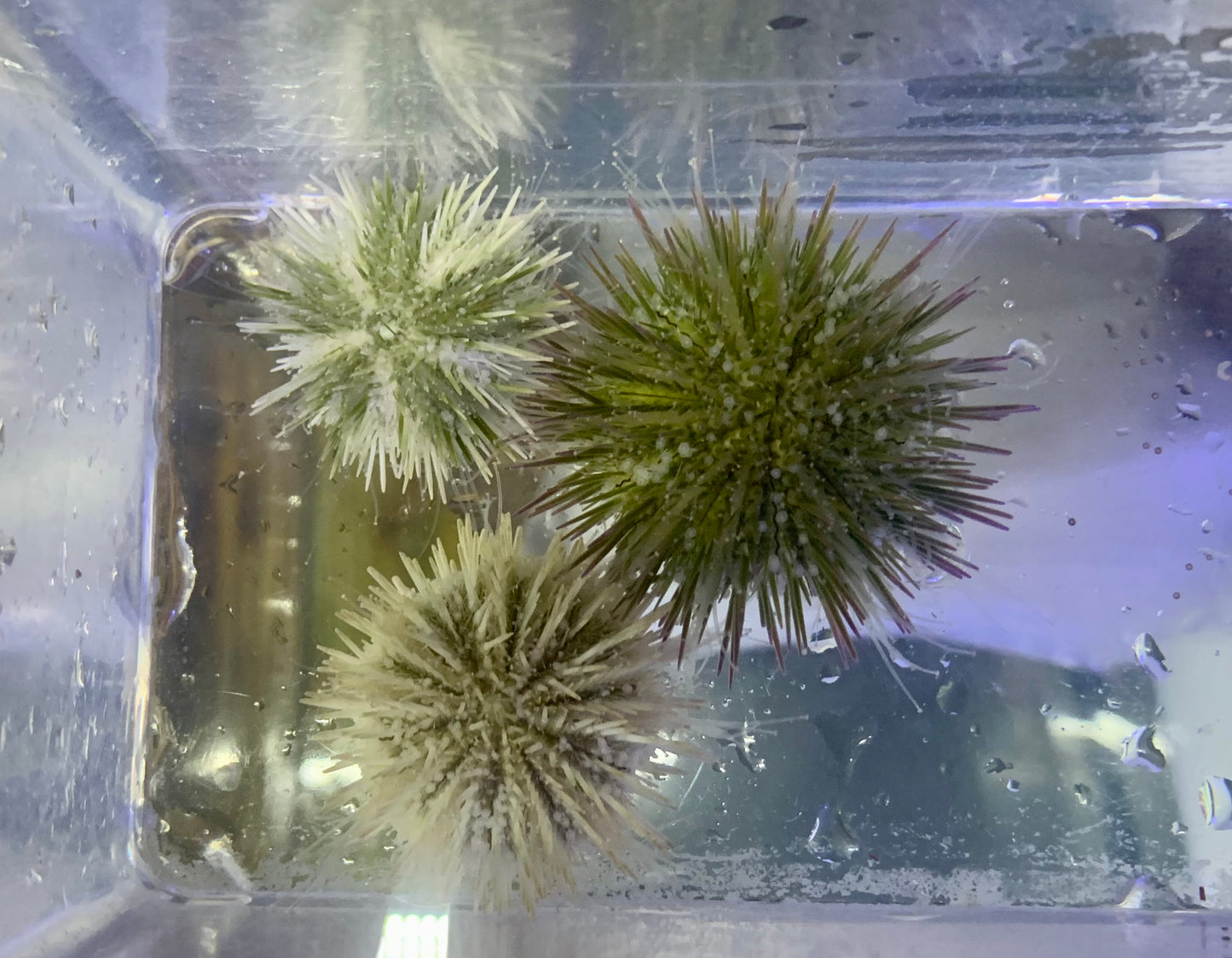 Urchin - Pincushion