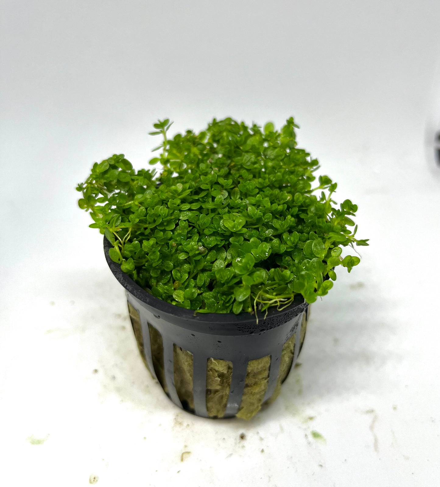 Baby Tears Dwarf Potted