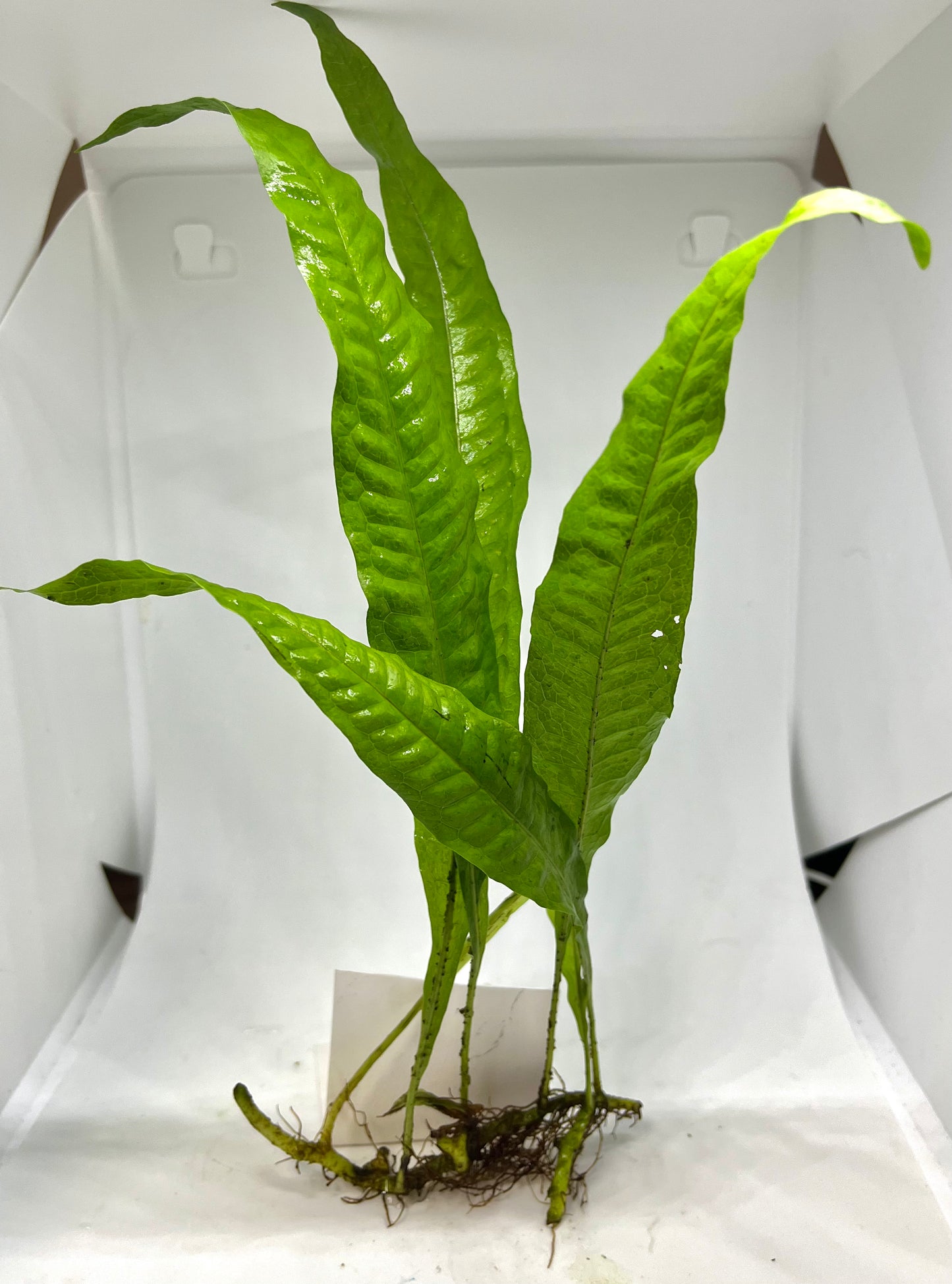 Java Fern