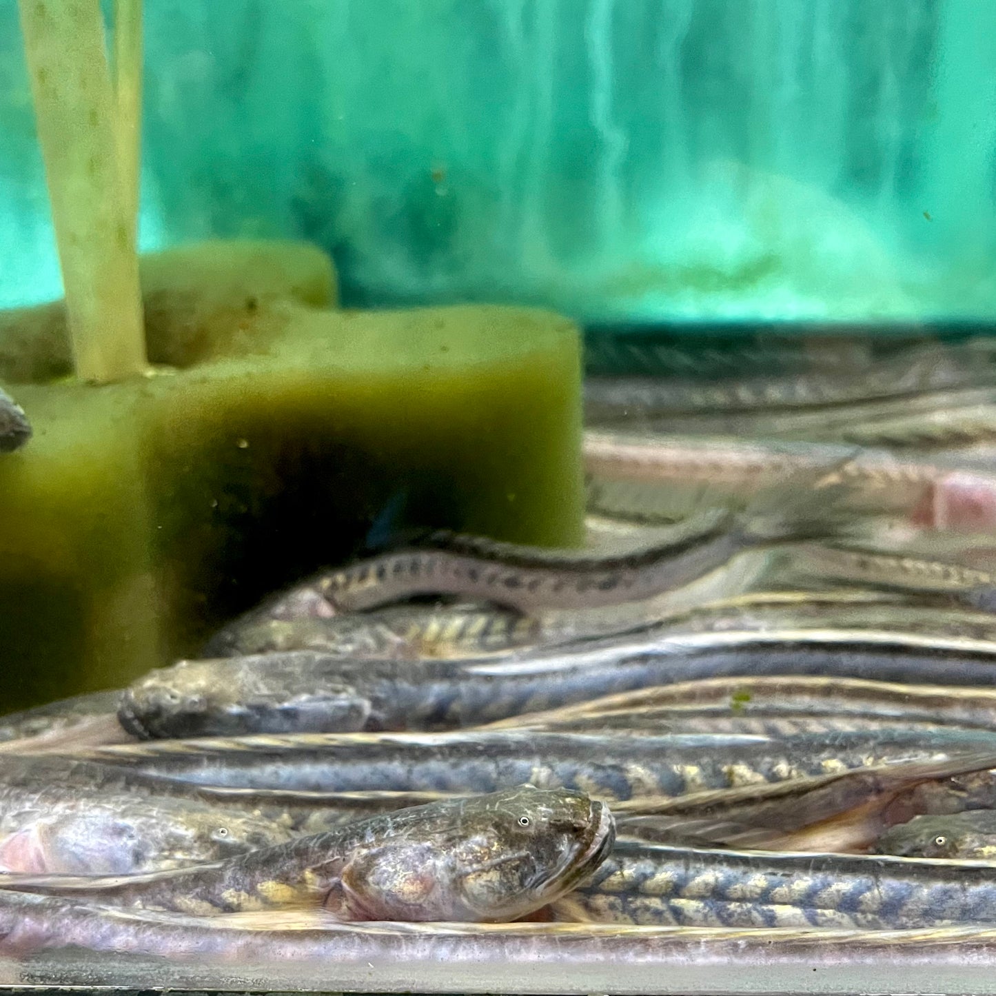Misc - Dragon Fish Med