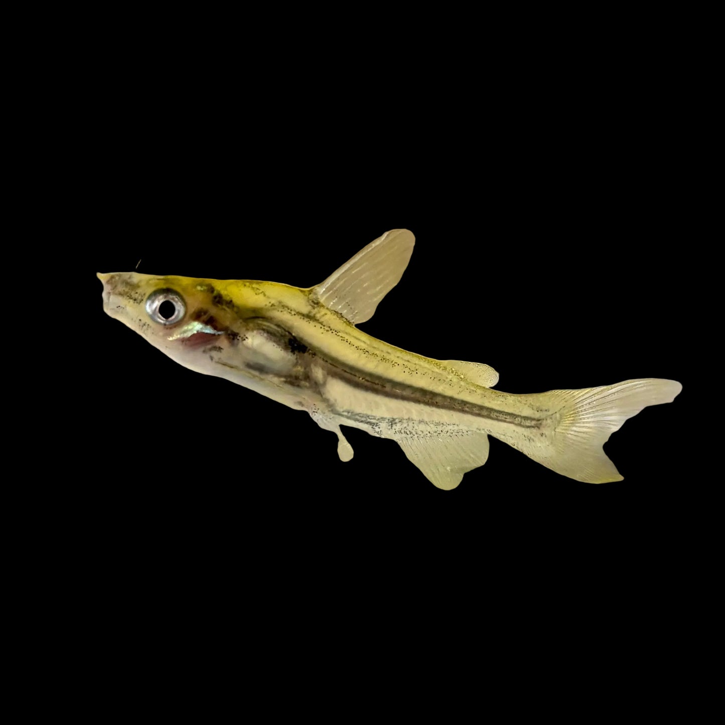 Catfish - Golden Hummingbird