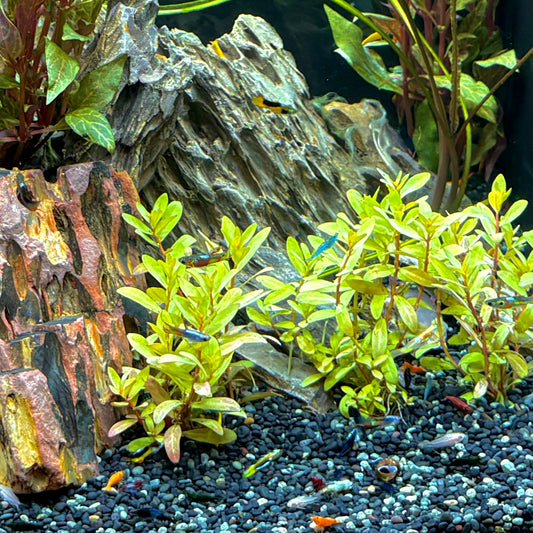 Golden Nesaea