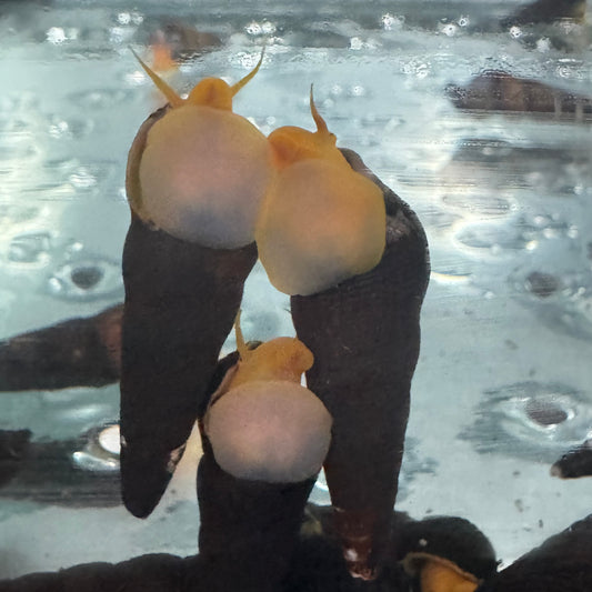 Invert - Snail Poso Orange Rabbit