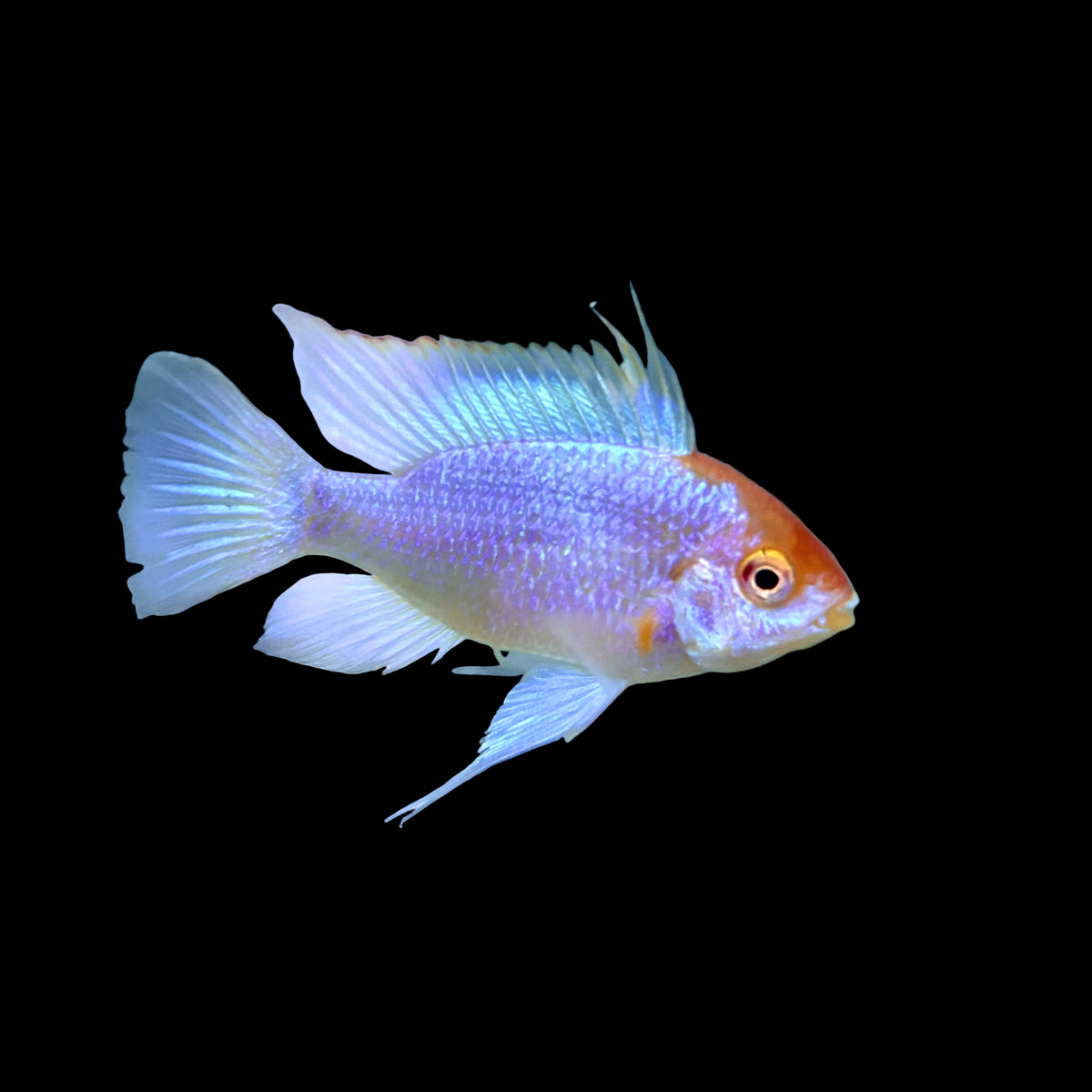 Cichlid - Ram Gold Head Electric Blue JBO
