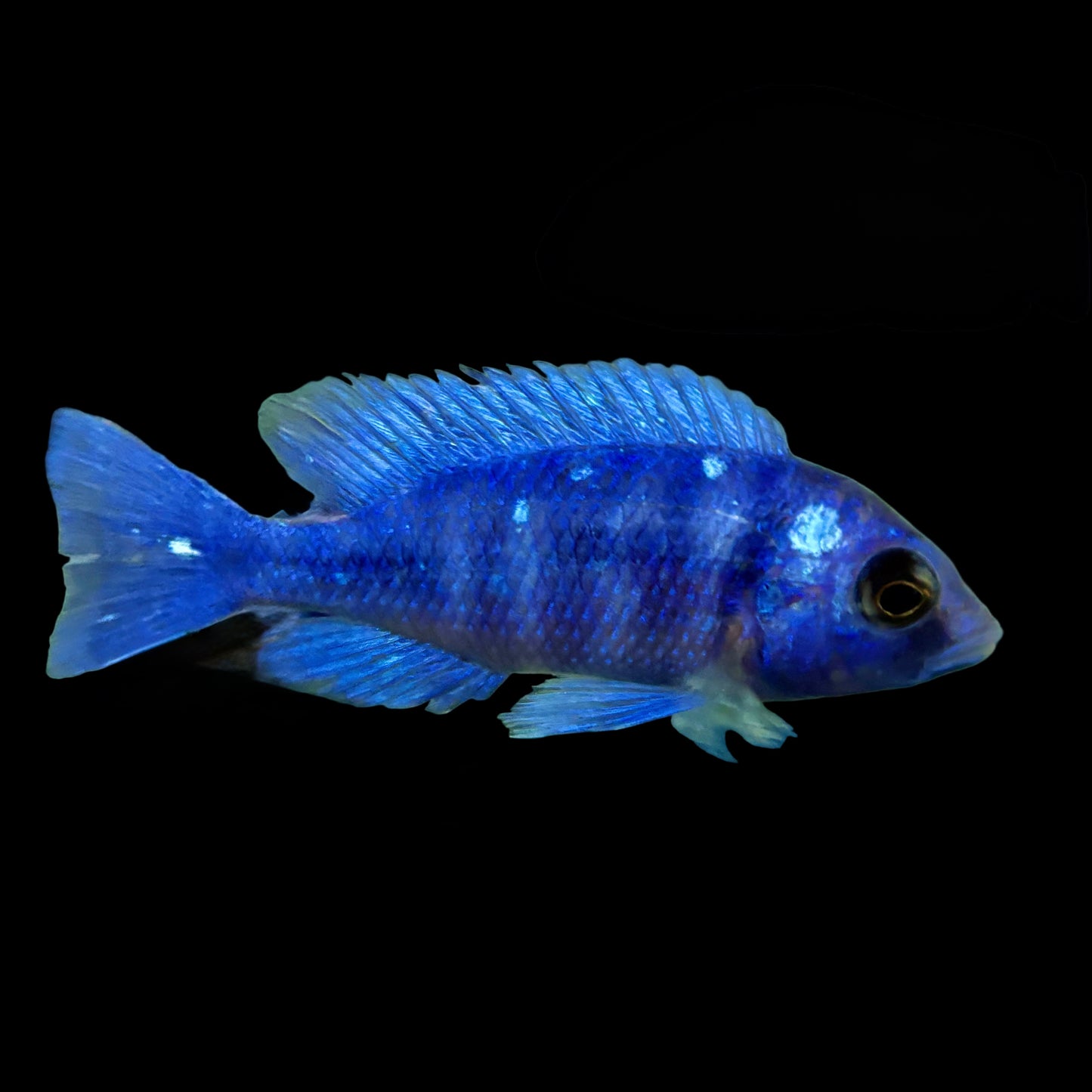 African - Star Sapphire Phenochilus 4in