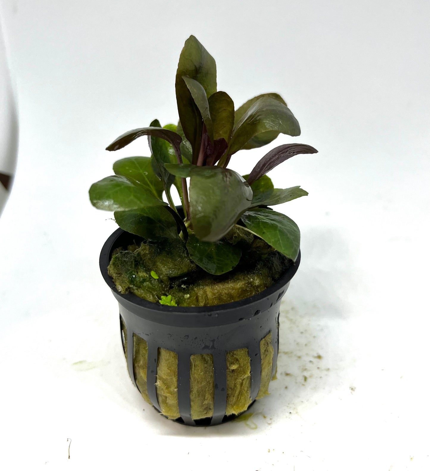 Cardinal Plant Potted