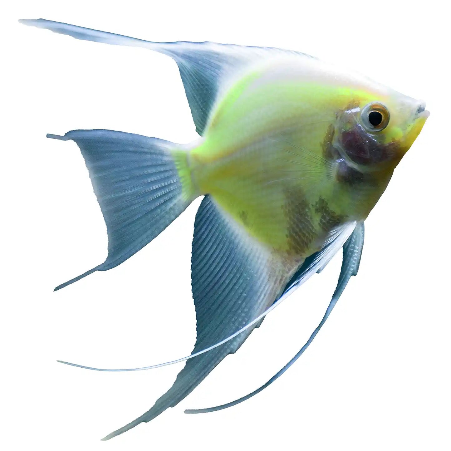 GloFish® - Angel Electric Green