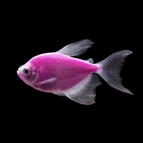 GloFish® - Tetra Galactic Purple L/F