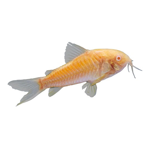 GloFish® - Cory Sunburst Orange