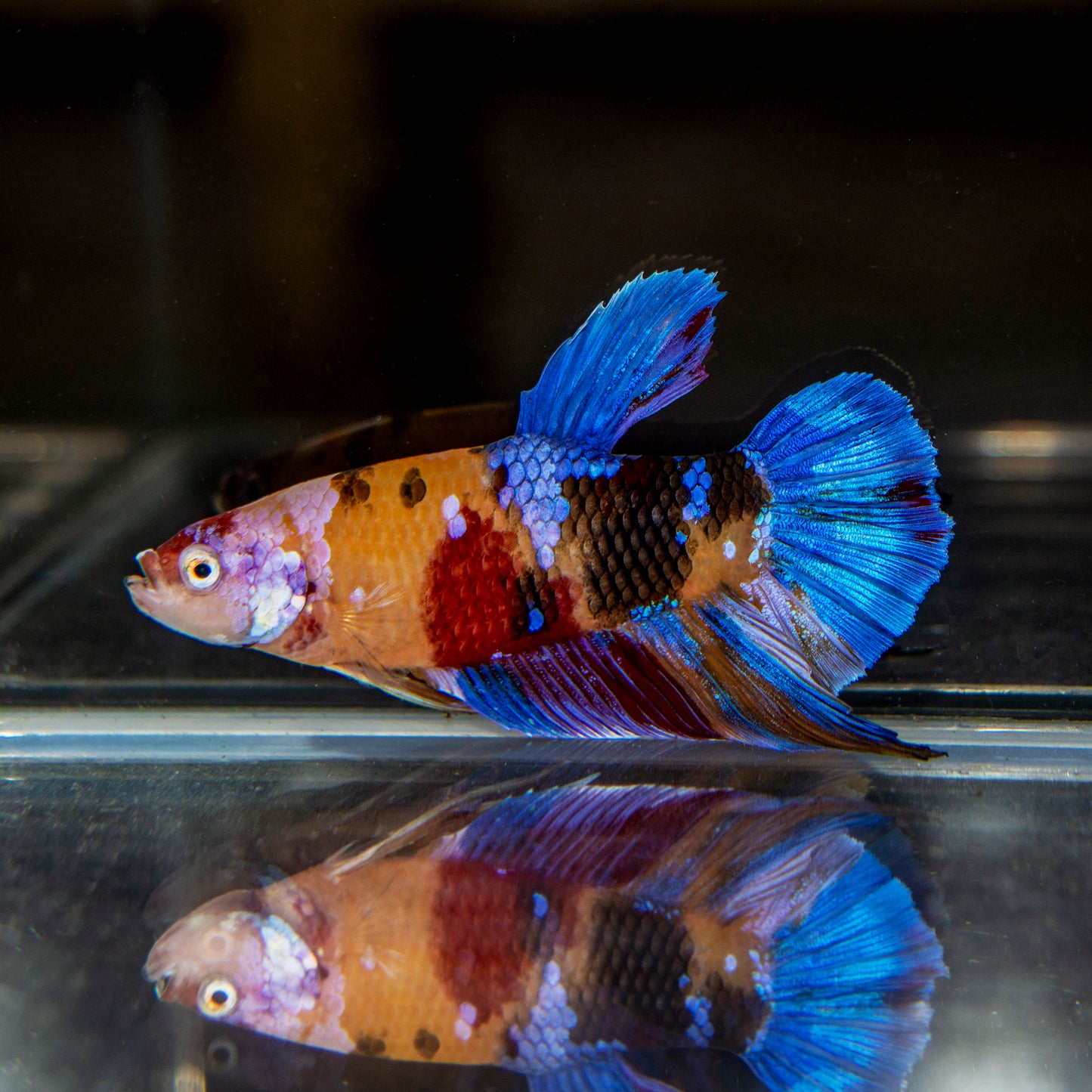 Betta - Giant Koi Female