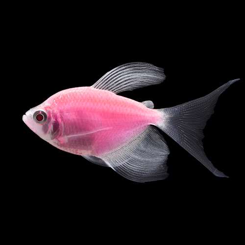 GloFish® - Tetra Moonrise Pink L/F