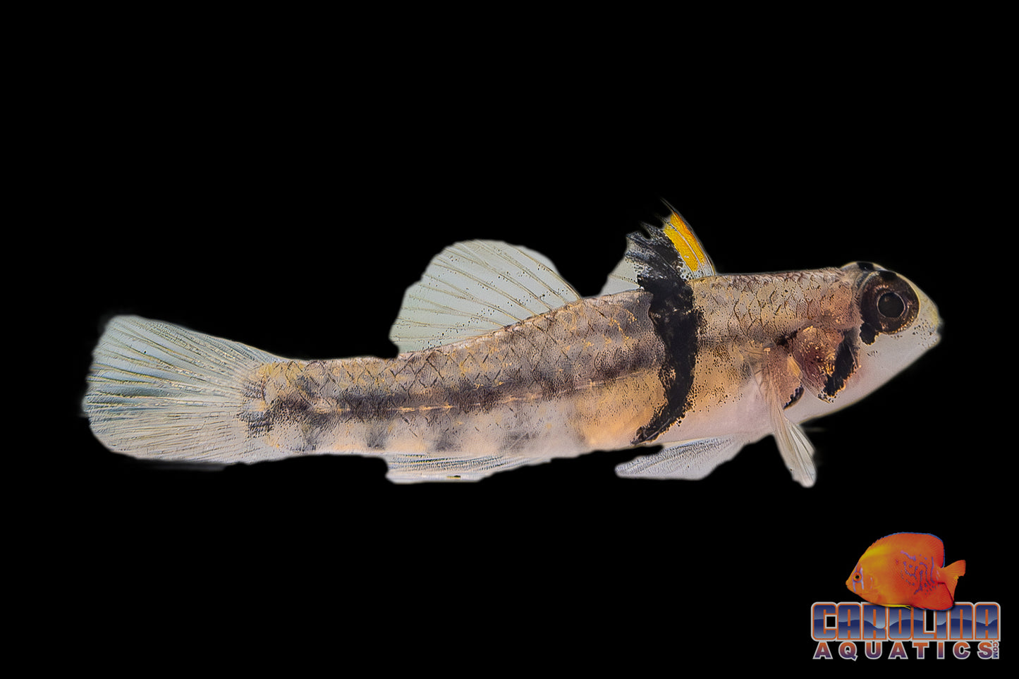 Misc - Goby Rhino Horn