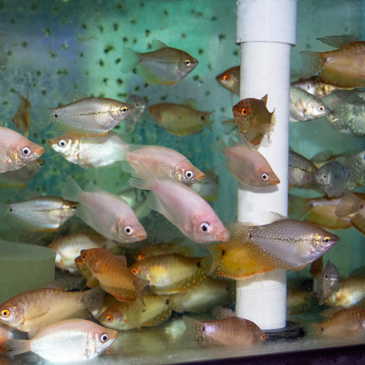 Gourami - Asst