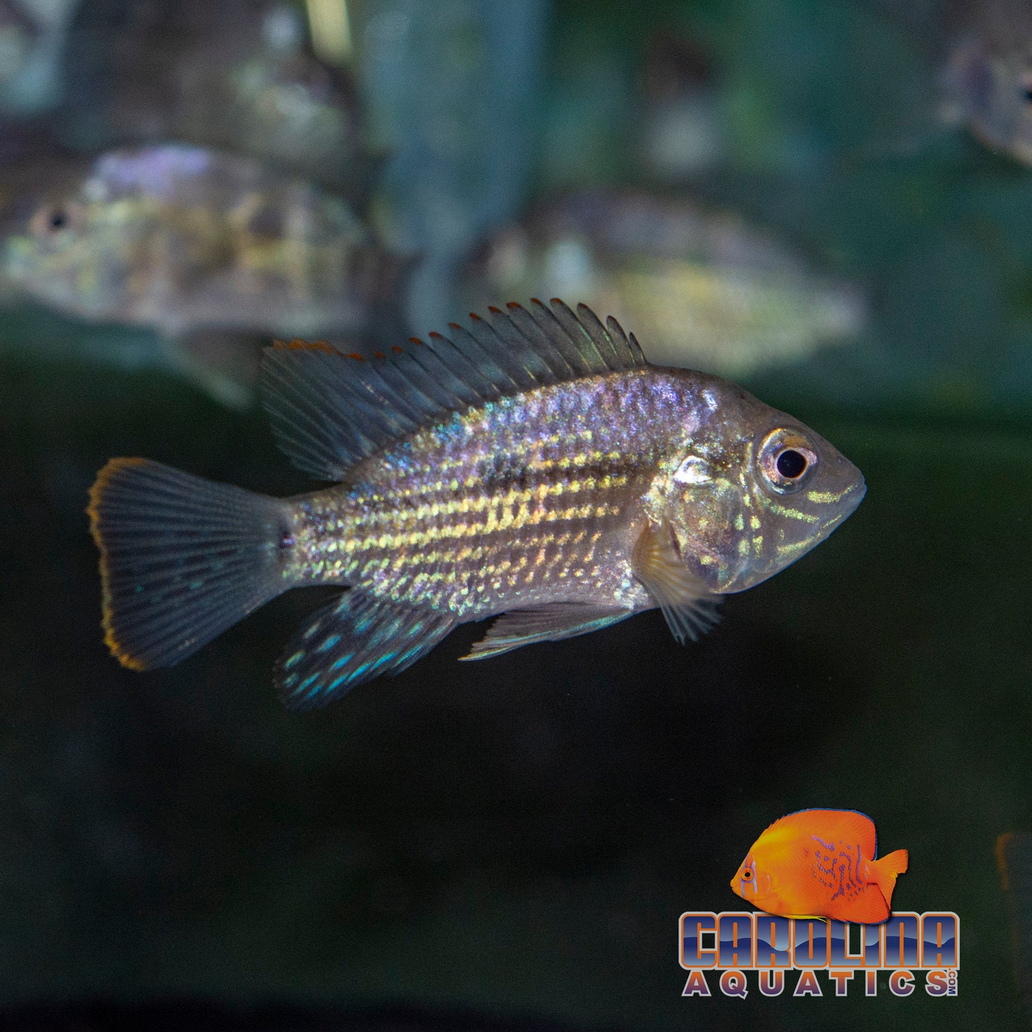 Cichlid - Terror Green Lg