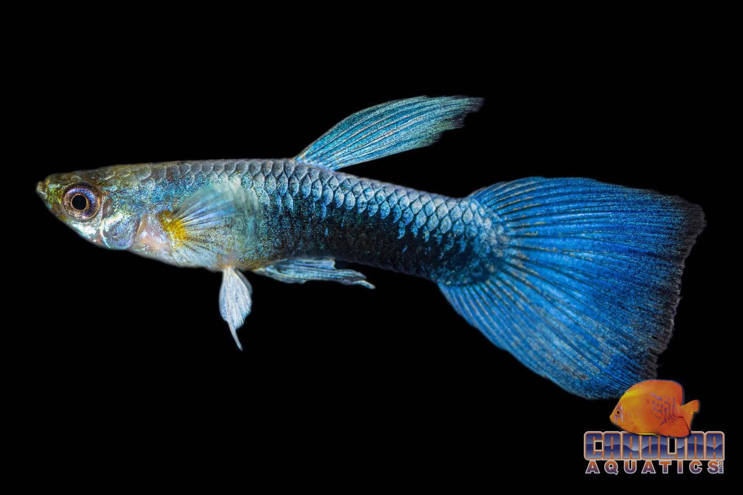 Guppy -Sky Blue Metallic (Singapore)