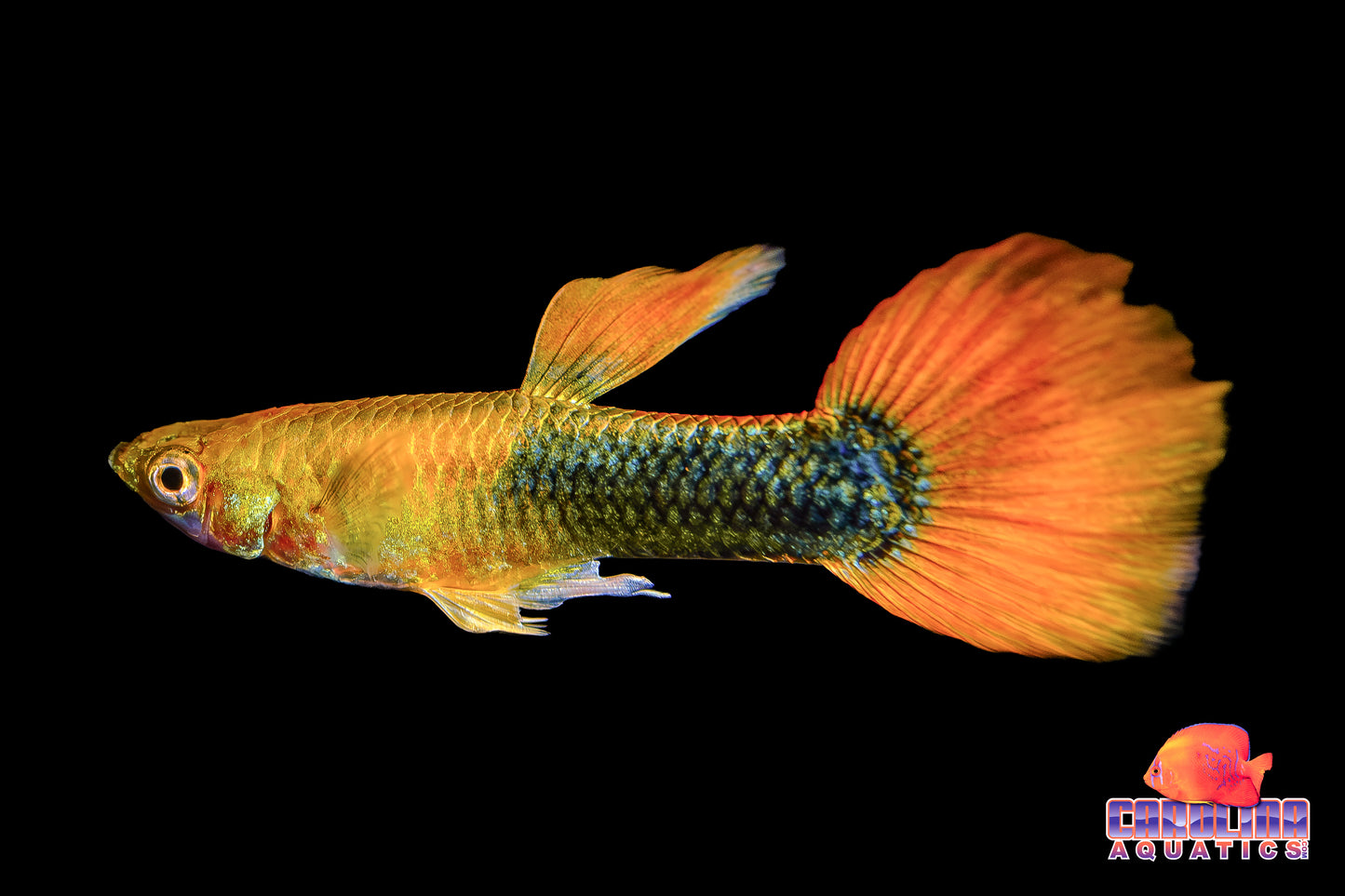 Guppy - Blonde Red Tux