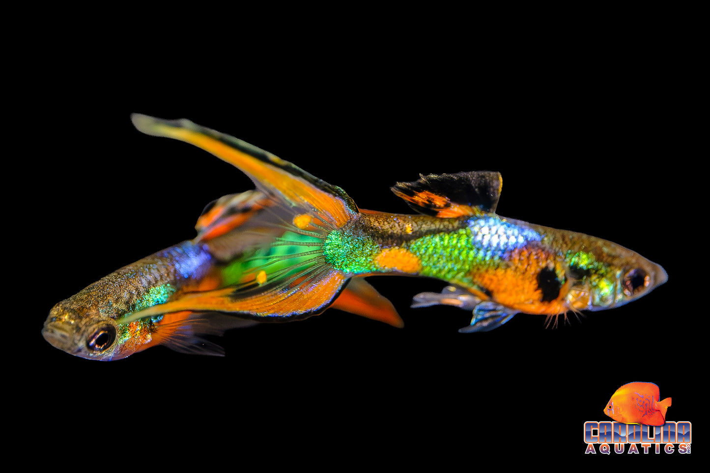 Guppy - Endler K33