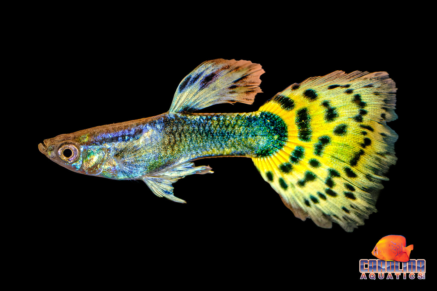 Guppy - Leopard Tail (Singapore)