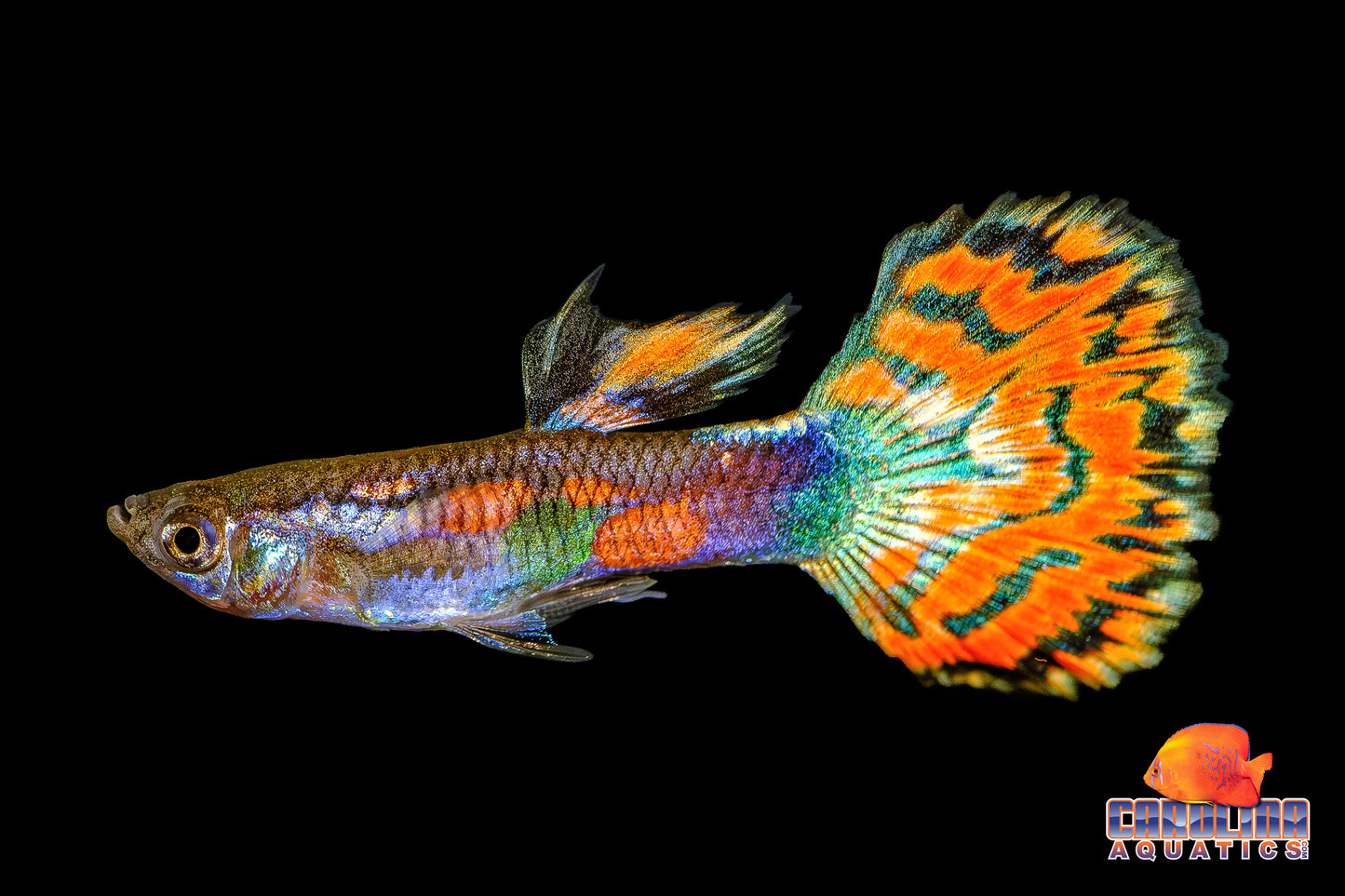 Guppy - Redtail Blue Variegated (Singapore)