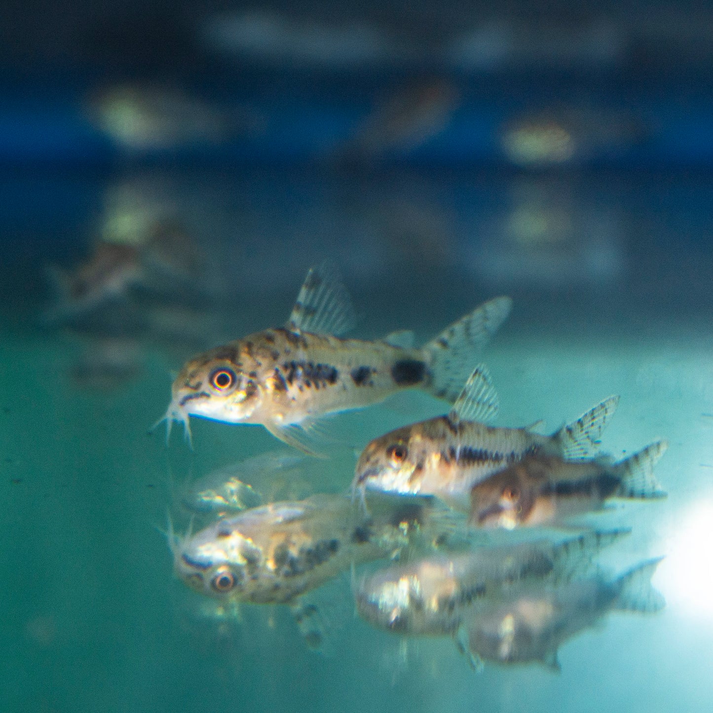 Cory - Pygmy Habrosus