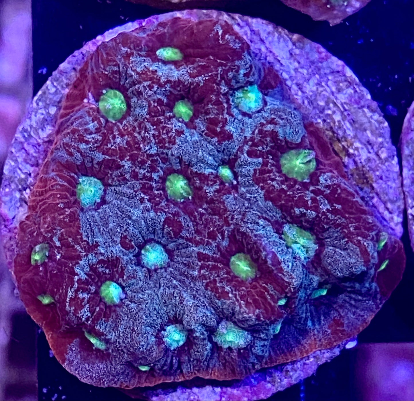 Frag - Assorted Favites War Coral