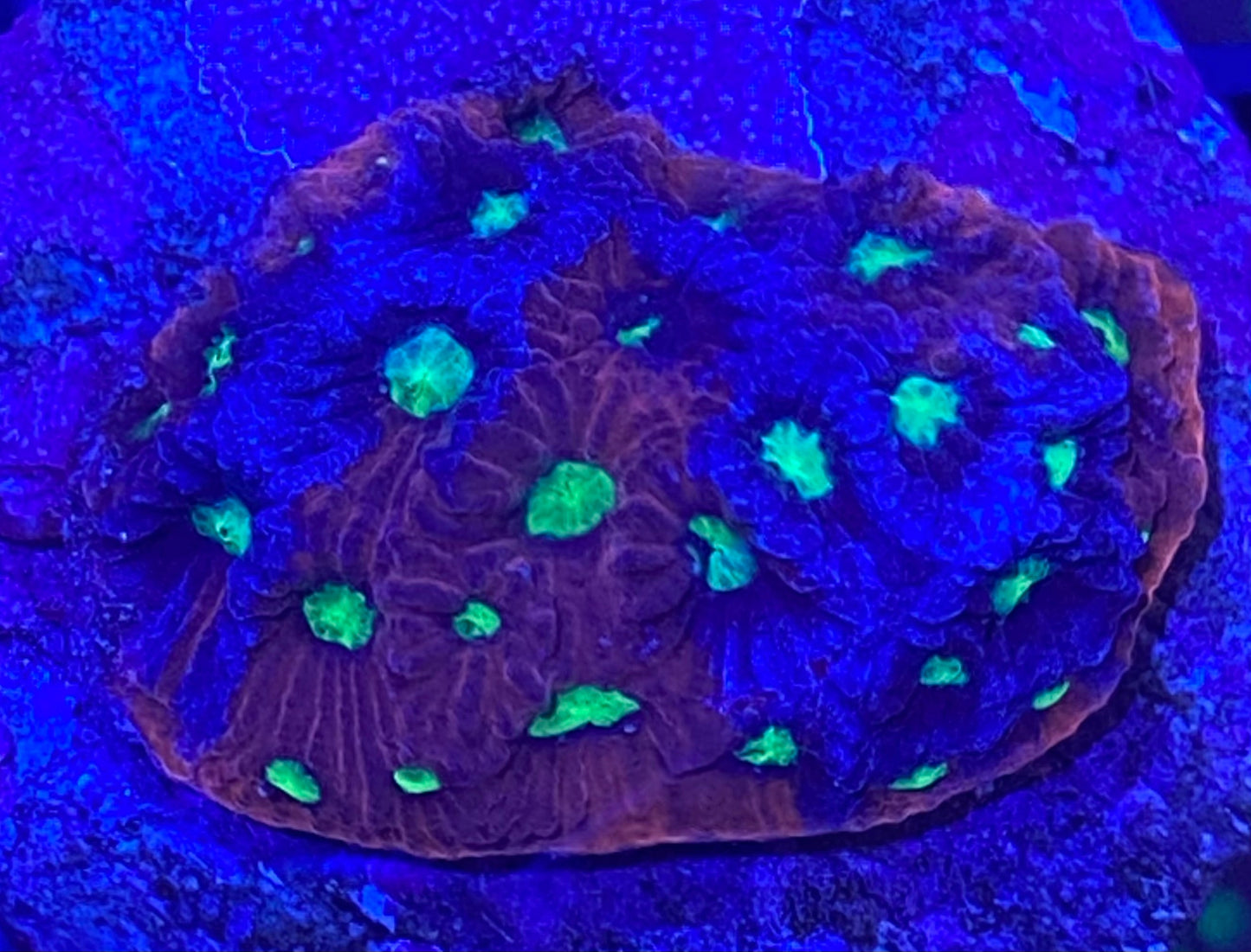 Frag - Assorted Favites War Coral