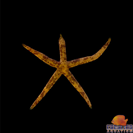 Starfish - Linkia MultiColor