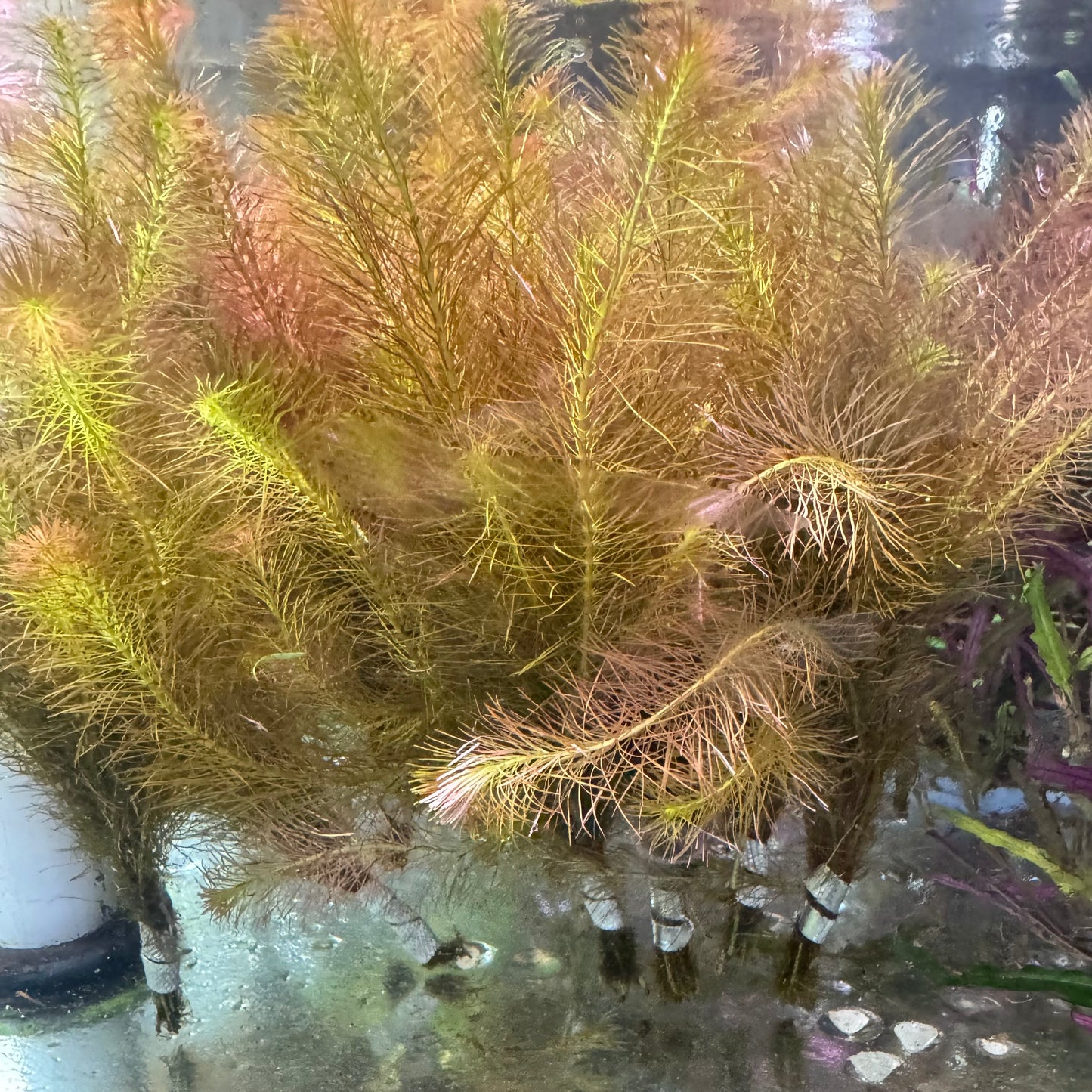 Rotala Wallichii