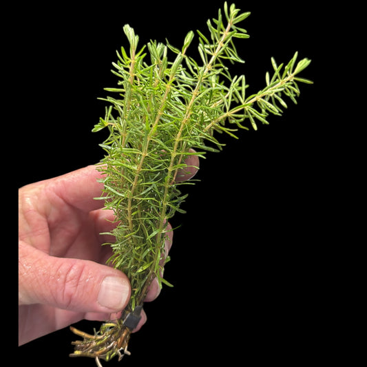 Pogostemon Erectus