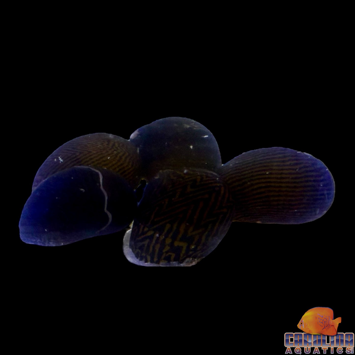 Snail - Nerite Asst. Lg Saltwater