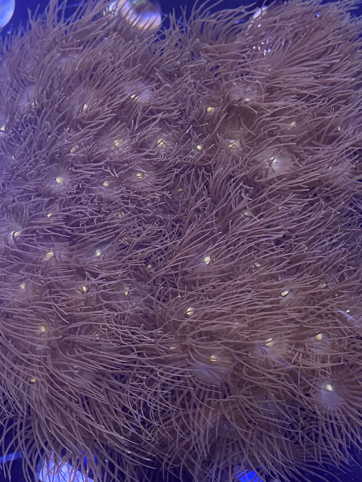 Frag - Yellow Colony Polyps