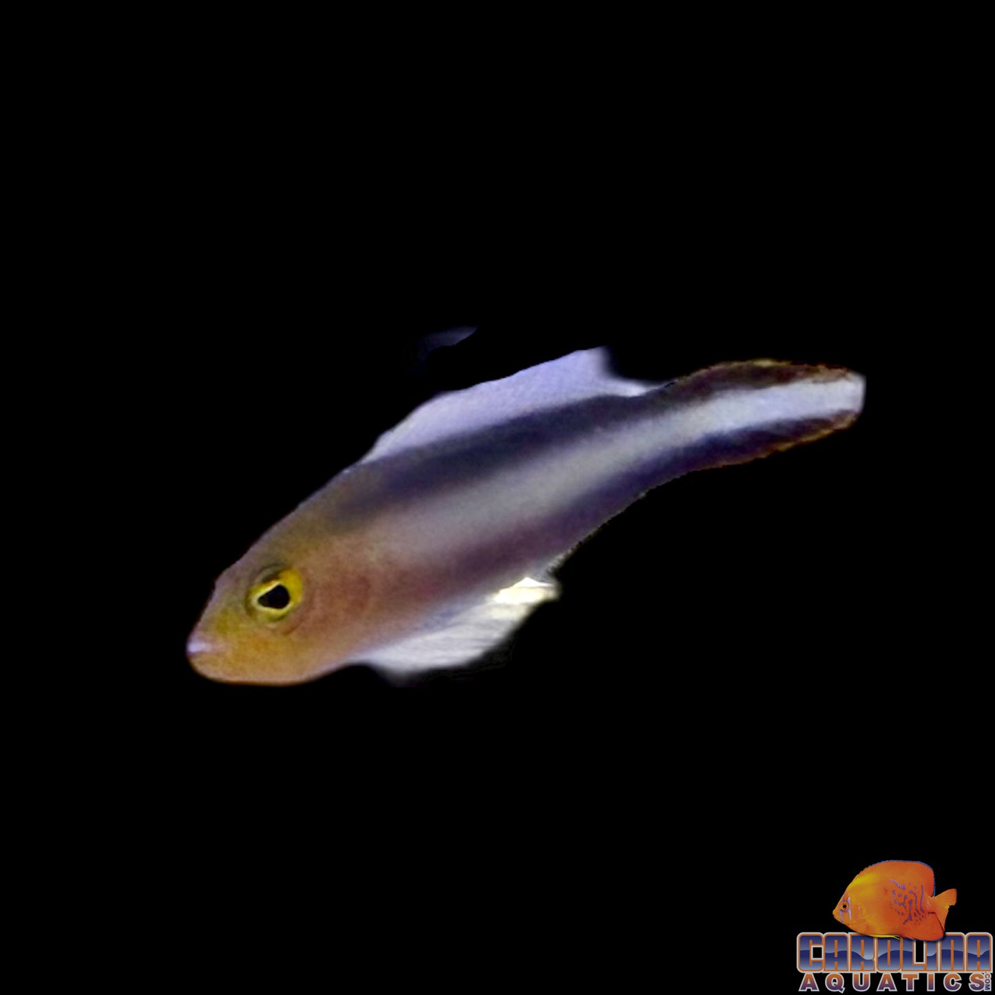 Dottyback - Slender