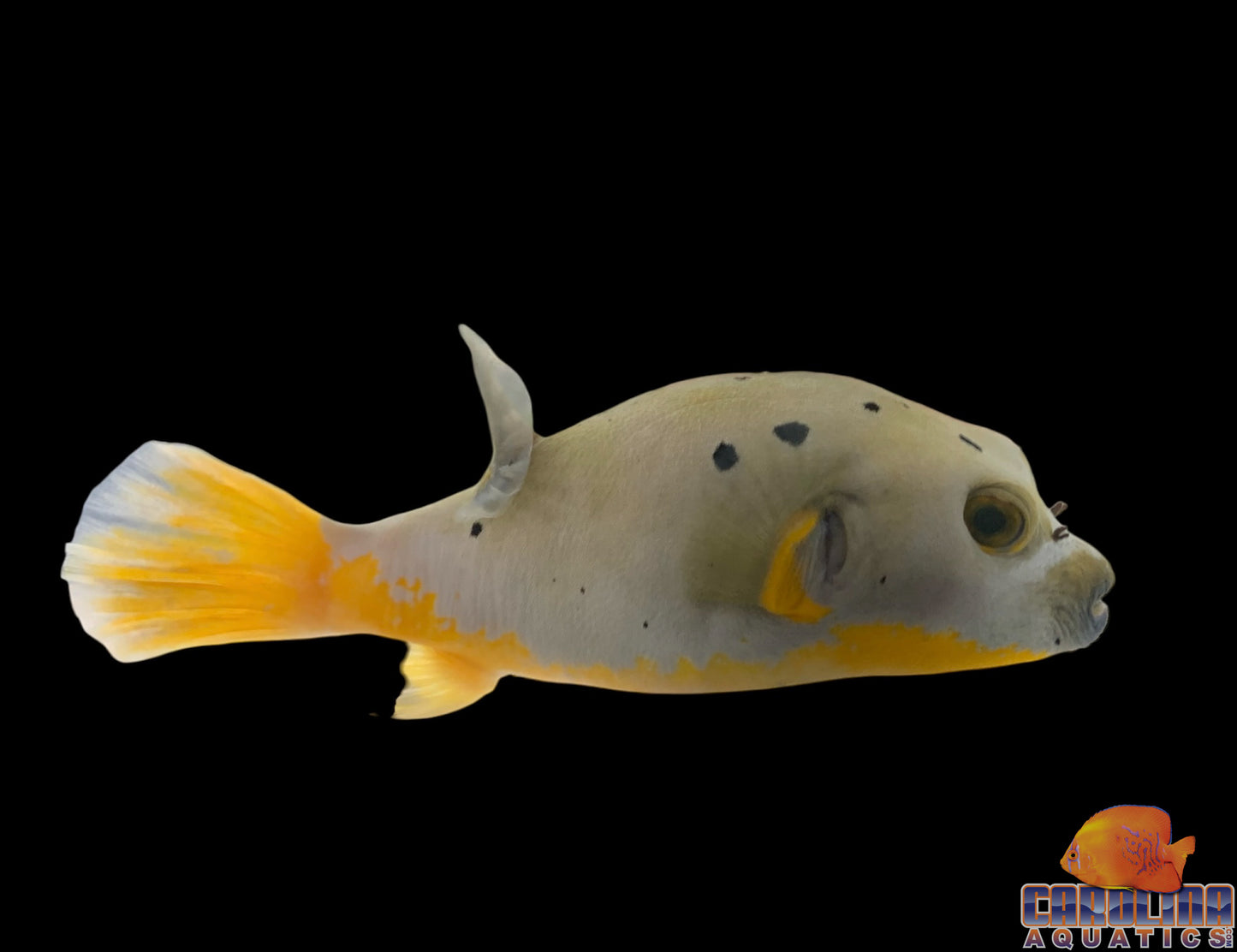 Puffer - Dogface Yellow Belly Lg