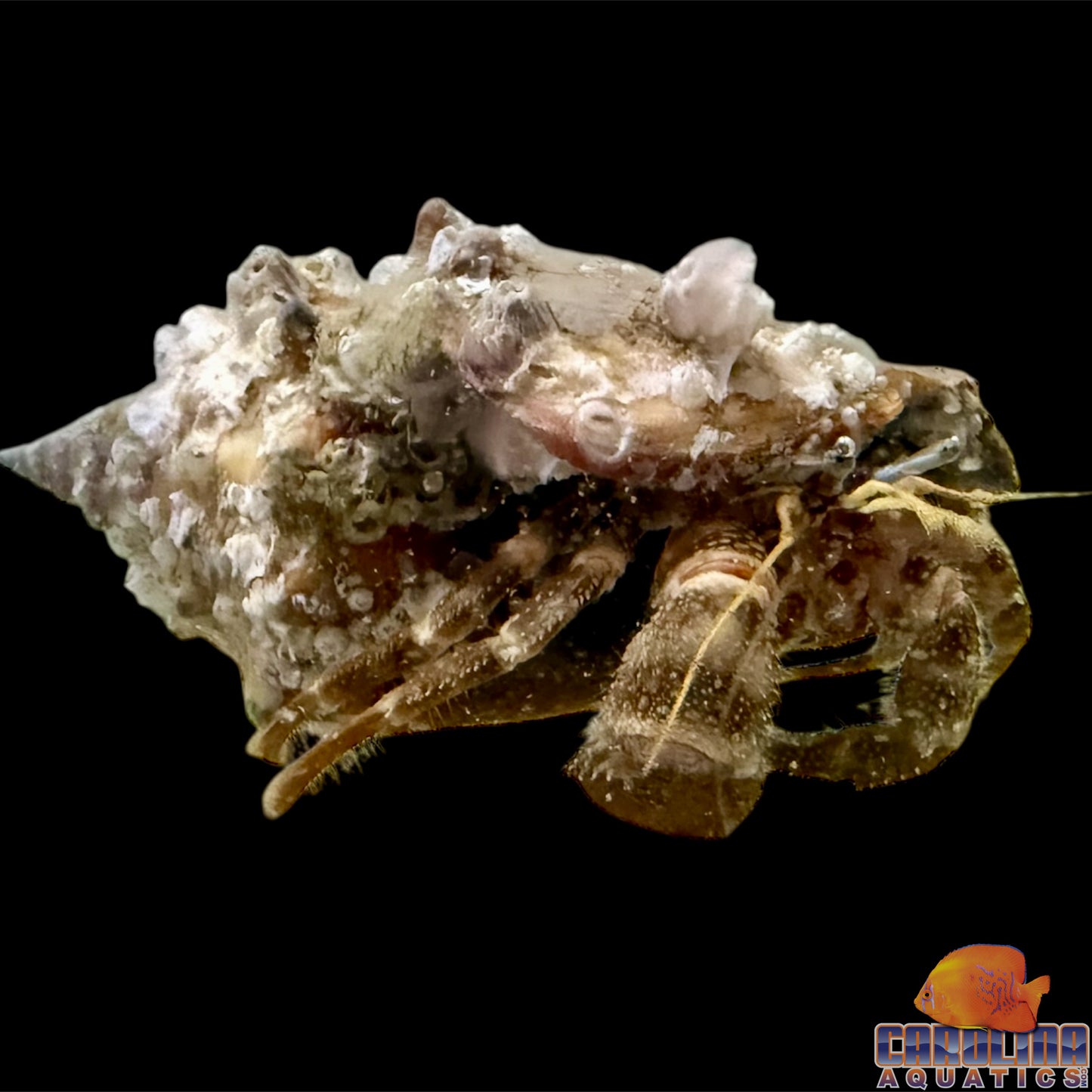 Hermit - Red Flat Claw Lg