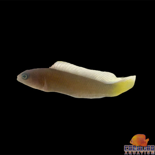 Dottyback - Marshall Island