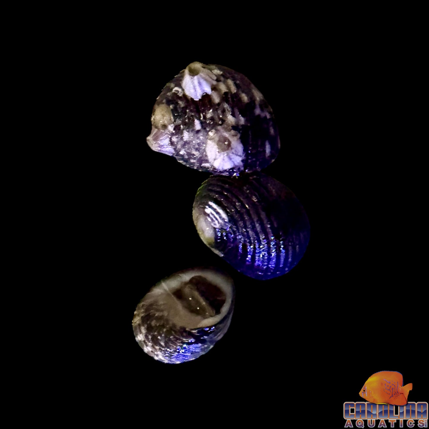 Snail - Nerite Antillean