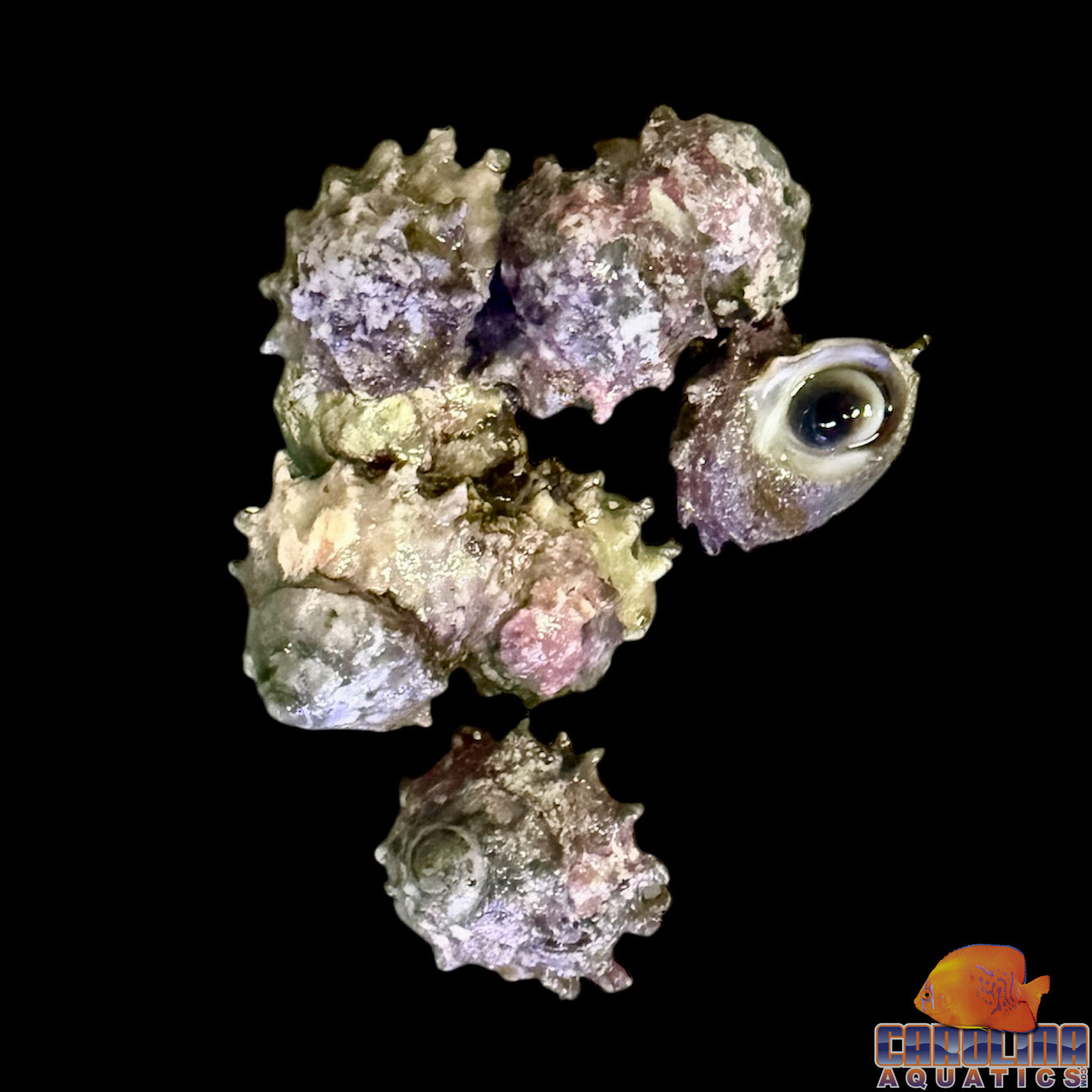 Snail - Pacific Ninja – Carolina Aquatics