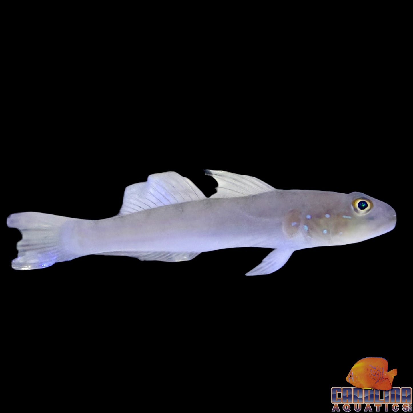 Goby - Sleeper Blue Dot